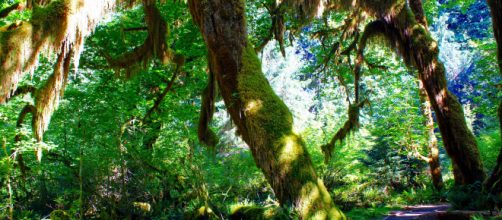 Forks, WA, the primary setting for the 'Twilight' series. [Image via helwegley - Pixabay]