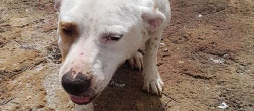 Primo piano di Mia, la cagnolina protagonista suo malgrado di questa incresciosa vicenda accaduta nel trapanese