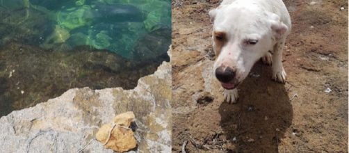 Trapani: lega pietra al collo del cane e lo butta in mare - Facebook