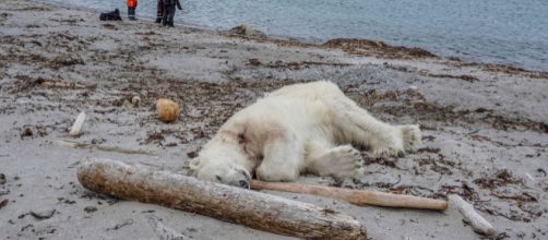 Un orso bianco è stato abbattuto alle isole Svalbard, in Norvegia, per aver attaccato un gruppo di turisti ferendo un addetto alla sicurezza.