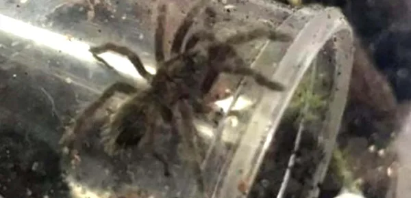 After jars with baby spiders were found in a car park, two Brazilian bird-eating spiders are on the loose. [Image @MiltonBroome/Twitter]