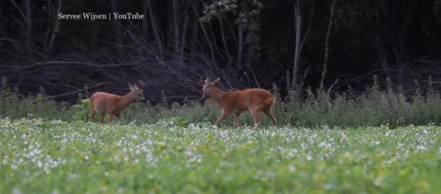 A roe deer died by drowning off Southsea after botched save effort - Image credit Servee Wijsen | YouTube A roe deer died by drowning off Southsea after botched save effort - Image credit Servee Wijsen | YouTube