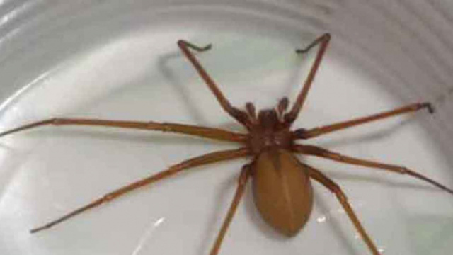 Allarme a Roma per il morso del ragno violino