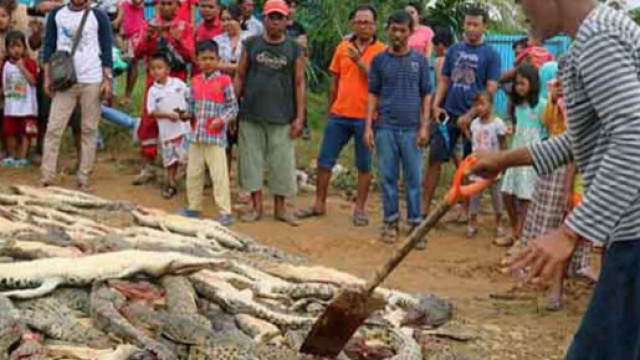 Strage in Nuova Guinea di coccodrilli protetti