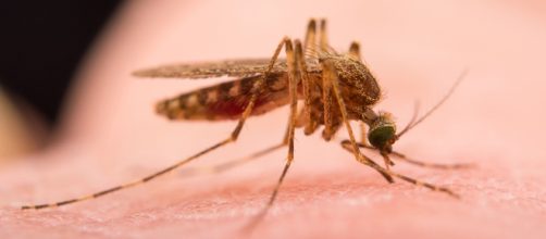 West Nile, zanzare infette: allarme nel Veneto Orientale