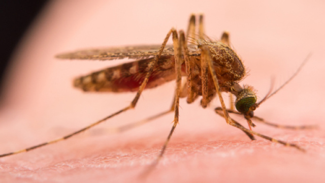 West Nile, zanzare infette: allarme nel Veneto Orientale