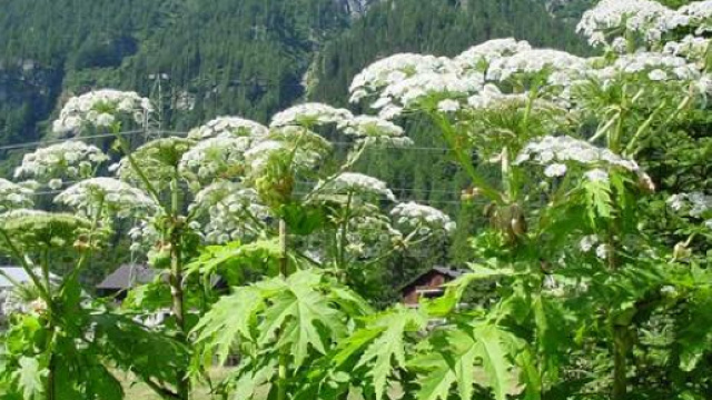 Panace di Mantegazza, una delle piante velenose pi&ugrave; pericolose