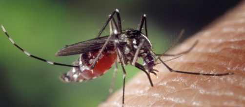 Zanzara killer: sintomi e prevenzione dell'infezione da contagio