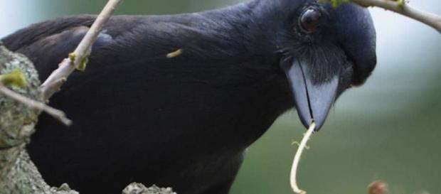Los cuervos de Nueva Caledonia prueban tener una inteligencia animal asombrosa Los cuervos de Nueva Caledonia prueban tener una inteligencia animal asombrosa