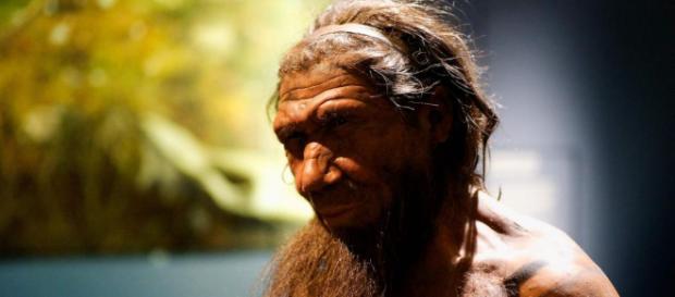 Investigadores crean cerebros de neandertales Investigadores crean cerebros de neandertales