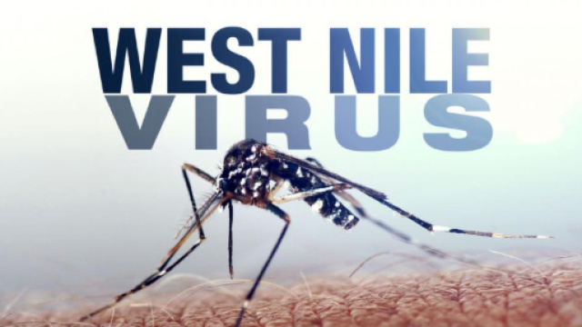 Rovigo, uomo positivo al virus West Nile - blastingnews.com