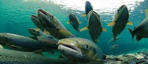 CHILE / Se escapan unos 690.000 salmones tratados con antibióticos