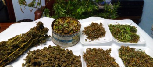 Clan di Vibo Valencia: trovate 26.000 piante di marijuana - civetta.tv