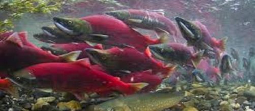 CHILE / La fuga de los salmones tratados con antibiótico causará graves daños al ambiente