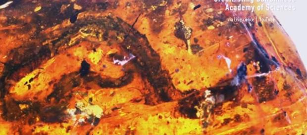100 million year old baby snake found - Image creit - Lida Xing | China| via Live science | YouTube 100 million year old baby snake found - Image creit - Lida Xing | China| via Live science | YouTube