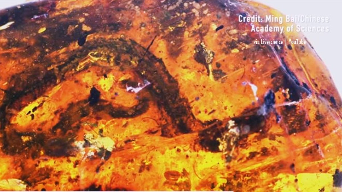 100-million-year-old baby snake fossil found preserved in amber