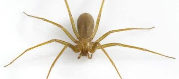 Ragno violino, le ultime notizie Ragno violino, le ultime notizie