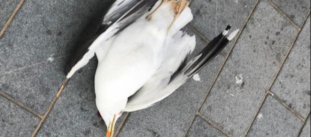 Il gabbiano ucciso dal pensionato inglese Il gabbiano ucciso dal pensionato inglese