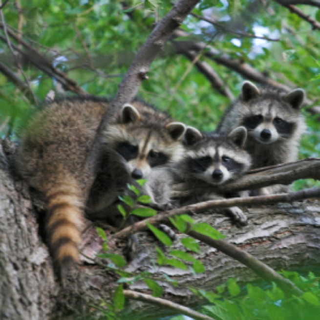 A deadly virus is causing raccoons to die in Central Park. [Image source: garyjwood - Wikimedia Commons]