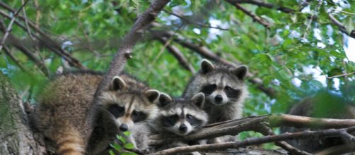 A deadly virus is causing raccoons to die in Central Park. [Image source: garyjwood - Wikimedia Commons]