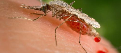 A Mutated Strain Of 'Super Malaria' Is Spreading At An Alarming ... - com.au