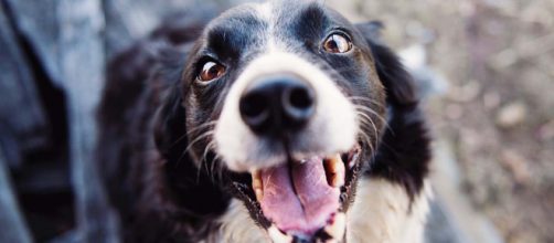 A study has proven that dogs rush to our aid when we are upset. [Image Pexels]