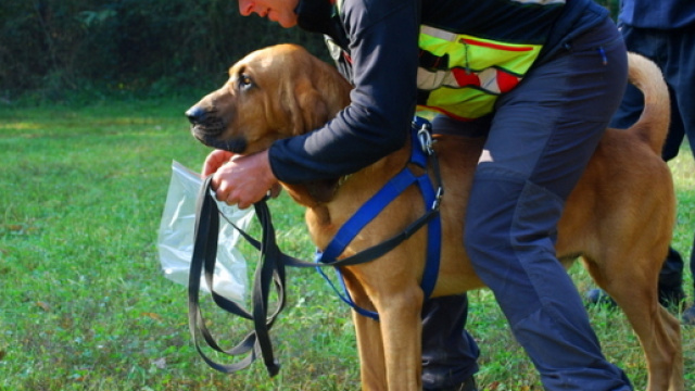 Cani molecolari alla ricerca di Iushra.