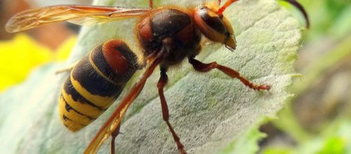 Le punture di calabroni possono portare a conseguenze anche letali