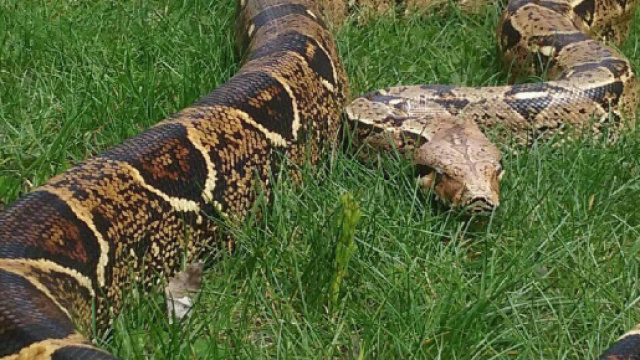 Roma, boa constrictor al parco: catturato