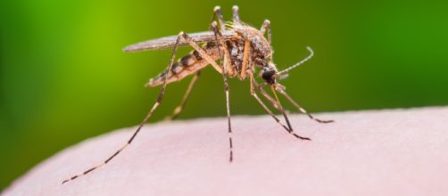 Zanzare infette dal virus West Nile nel Veneto- yovenice.com