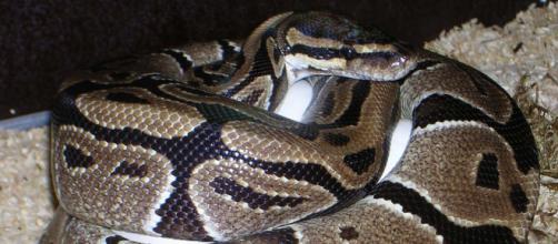 A Kensington woman woke up to find a royal python curled up in her bed. [Image Pixabay]