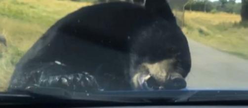 Black bear attacks family's car in the Woburn Safari Park [Image Bạypo dyoawy/YouTube]