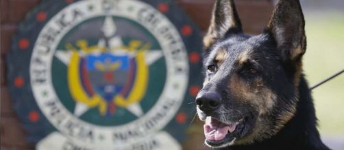 A Colombian drug sniffing dog has a $7,000 bounty on her head for ruining a drug cartel's business. [Image Wochit News/YouTube]
