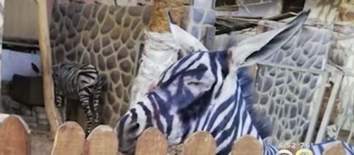 A zoo in Cairo, Egypt has been accused of painting a donkey to look like a zebra. [Image CBS Philly/YouTube]