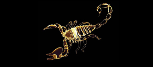Oroscopo del giorno 2 agosto 2018: giovedì da re per lo Scorpione, le previsioni