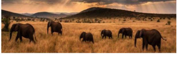 Imagem de elefantes no Parque Serengeti, na África. Imagem de elefantes no Parque Serengeti, na África.