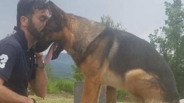 Morto avvelenato Kaos, il cane eroe di Amatrice