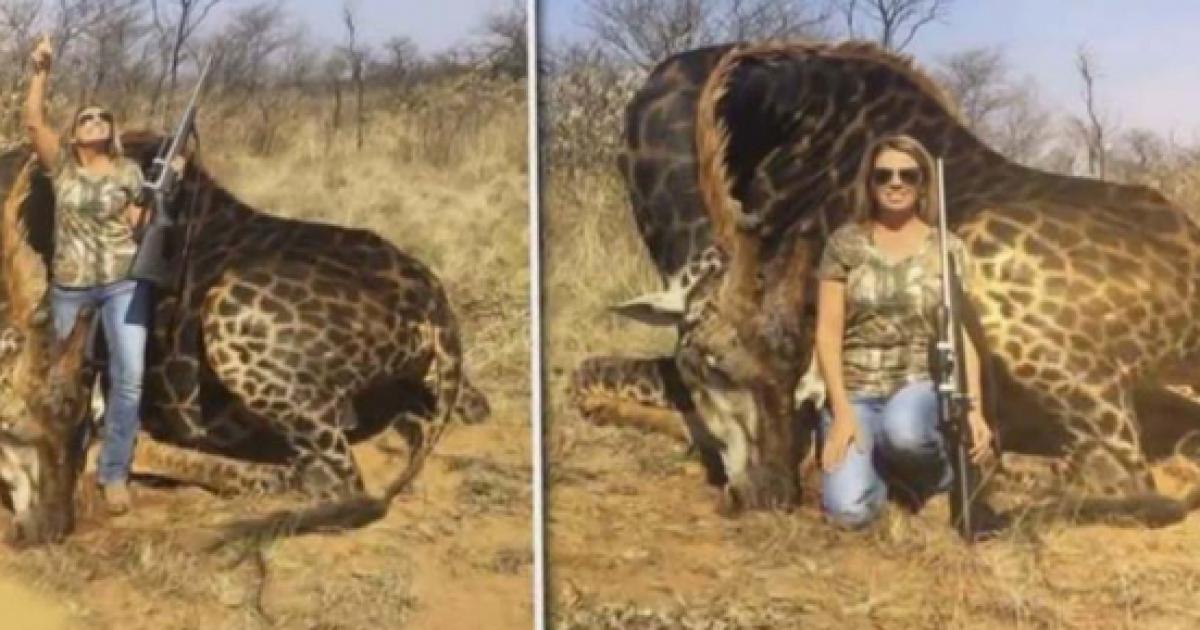 black giraffe biggest animal in the world found dead