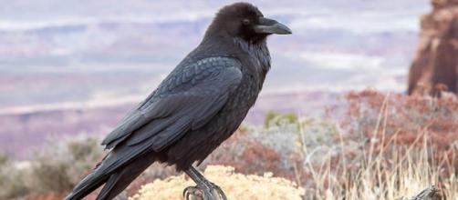 Among other birds Ravens are affected by the fires ... image - allaboutbirds.org