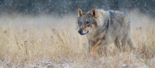 CHERNÓBIL / Lobos mutantes podrían esparcir genes alterados a lo largo de Europa