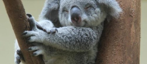 El genoma del koala revela cómo logra sobrevivir a una dieta tóxica