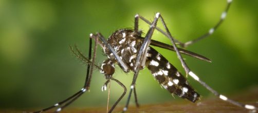 Zanzara Dengue, febbre (Ph. Pixabay.com - WikiImages)