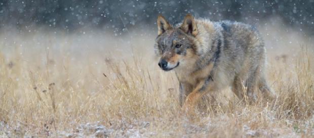 CHERNÓBIL / Lobos mutantes podrían esparcir genes alterados a lo largo de Europa CHERNÓBIL / Lobos mutantes podrían esparcir genes alterados a lo largo de Europa
