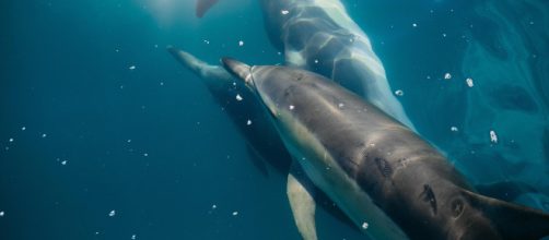 EE.UU./ Ofrecen 9.800 euros para dar con quien mató a una delfín embarazada