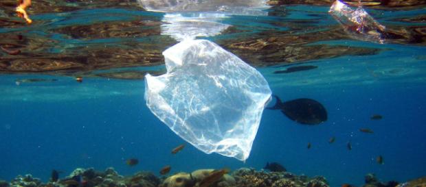 El hallazgo de estos científicos podría mejorar considerablemente el ecosistema en el futuro. El hallazgo de estos científicos podría mejorar considerablemente el ecosistema en el futuro.