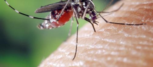 Un anziano è morto dopo una puntura di zanzara: ha contratto il virus West Nile.