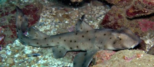 San Antonio Aquarium gray shark stolen and now found - Image credit - Ed Bierman | Flickr