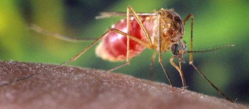 Virus West Nile: anziano a Ferrara punto da zanzara infetta è deceduto