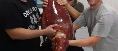 Il totano gigante pescato l'altra notte nel mare di Fiumicino.