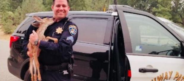 California Highway Patrol save baby deer from Carr fire - Image credit - Twitter/CHP-San Francisco California Highway Patrol save baby deer from Carr fire - Image credit - Twitter/CHP-San Francisco